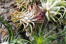 Những loài cây kỳ lạ sống không cần đất, triệu người săn lùng