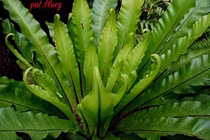 Kỳ thú loài cây giống hệt tổ chim, trồng làm cảnh cực đẹp