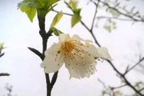 Những người phụ nữ sinh vào ngày này, càng lớn tuổi họ càng quyến rũ