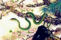 Cuối tháng 10/2023, 3 con giáp vận may, tài lộc, sự nghiệp tăng vọt