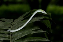 Rùng mình các loài rắn từng xuất hiện ở VQG Cúc Phương 