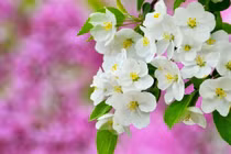 4 ngày Âm lịch này được Thần Tài chọn mặt gửi vàng đúng tháng 3