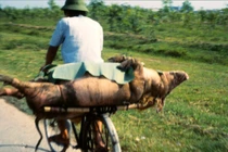 Tròn mắt cảnh chở lợn bằng xe đạp ở Việt Nam thập niên 1990