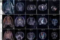 Tìm thấy sinh vật kỳ lạ, chớp mắt cải lão hoàn đồng đúng nghĩa