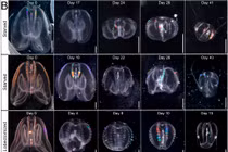 Tìm thấy sinh vật kỳ lạ, chớp mắt cải lão hoàn đồng đúng nghĩa