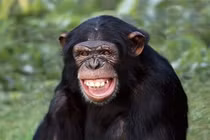 7 loài động vật thông minh bậc nhất: 'Sốc' nặng với vị trí của lợn