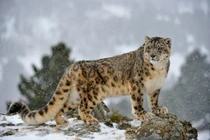 Vẻ đẹp của loài mèo chúa tể trên dãy Himalaya 