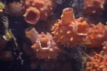 Màn biến thái ngược không thể tin nổi của loài động vật 500 triệu tuổi