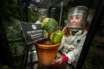 Loài cây 'tử thần', gây đau đớn khủng khiếp dù chỉ chạm nhẹ 