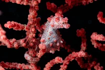 Top 20 loài động vật có khả năng ngụy trang bậc thầy 