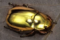 Bí mật loài bọ hung “phủ đầy vàng” 4 số 9 chói lóa