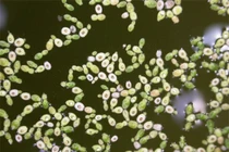 5 loài hoa kỳ lạ nắm giữ kỷ lục của thế giới tự nhiên