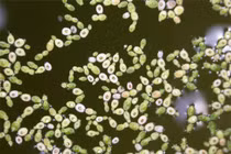 5 loài hoa kỳ lạ nắm giữ kỷ lục của thế giới tự nhiên