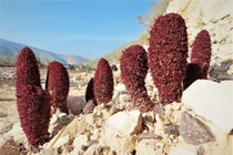 Cận cảnh loài cây kỳ lạ trông giống hệt cây nấm màu đỏ