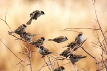 Chim sẻ có nhiều, nhưng tại sao xác chim sẻ hiếm khi được tìm thấy?