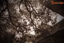 Chuyện bi tráng về vong hồn cưỡi ngựa trắng ở ngôi chùa cổ Phú Yên 