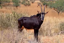 Điểm danh 35 loài động vật có vú là biểu tượng các quốc gia (1)