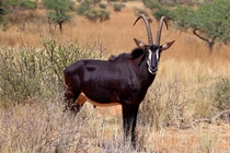 Điểm danh 35 loài động vật có vú là biểu tượng các quốc gia (1)