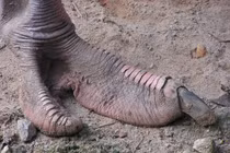 15 sự thật giật mình về loài chim to nhất thế giới