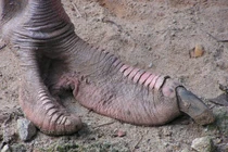 15 sự thật giật mình về loài chim to nhất thế giới