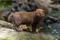 Điểm mặt 36 loài chó hoang dã tồn tại trên quả đất (2)