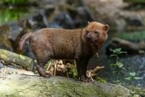 Điểm mặt 36 loài chó hoang dã tồn tại trên quả đất (2)