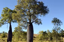 Lạ lùng loài cây được ví chai nước khổng lồ, sống dai 3 thế kỷ 