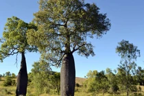 Lạ lùng loài cây được ví chai nước khổng lồ, sống dai 3 thế kỷ 