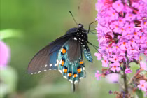 Quý nhân phù trợ: Ai sinh tháng Âm lịch này dễ gặp hiền nhân, biến rủi thành may