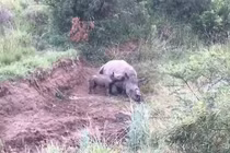 Tê giác con cố bú mẹ đã chết: Hé lộ bi kịch