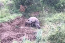 Tê giác con cố bú mẹ đã chết: Hé lộ bi kịch