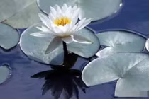 5 đặc điểm chỉ thấy ở những người luôn gặp may, giàu phước báu