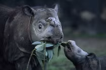 Điểm danh những loài tê giác quý hiếm còn tồn tại trên quả đất