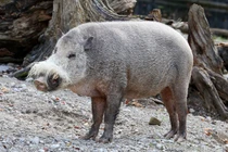 Soi các loài lợn hoang dã kỳ lạ, có loài nhỏ như con mèo