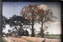 Ảnh màu cực độc: Mùa hoa gạo ở Hà Nội hơn một thế kỷ trước