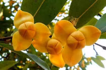 Ngắm loài hoa độc đáo được chọn làm biểu tượng của Campuchia