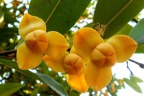 Ngắm loài hoa độc đáo được chọn làm biểu tượng của Campuchia