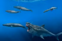 Siêu cá mập megalodon có thể ăn cá voi sát thủ trong 5 nhát cắn