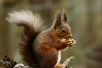 Điểm danh các loài sóc cực thú vị trên toàn thế giới (1)