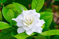 Top 20 loài hoa thơm nhất thế giới: Số 1 Việt Nam rất nhiều 