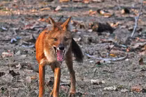 Chó hoang quý hiếm hạ gục cả hổ nằm trong Sách Đỏ Việt Nam