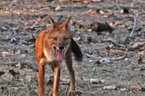 Chó hoang quý hiếm hạ gục cả hổ nằm trong Sách Đỏ Việt Nam