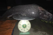 Ngư dân bắt được cá trắm đen nặng 52kg