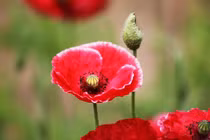 Sinh trúng 4 ngày Âm này, từ 30-40 là tuổi vàng mười, tiền cao như núi 