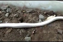 Video: Rắn bạch tạng tung đòn kết liễu rồi nuốt chửng đồng loại