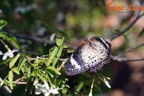 Lạc lối trong trang trại bướm nổi tiếng thế giới của Malaysia