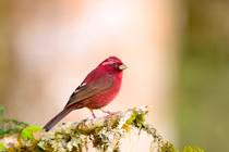 Loài chim đỏ như máu, mới được phát hiện ở dãy Hoàng Liên Sơn 