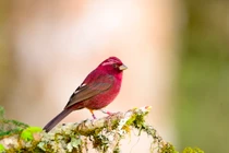 Loài chim đỏ như máu, mới được phát hiện ở dãy Hoàng Liên Sơn 