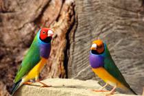 Soi loài chim lòe loẹt nhất quả đất, đang có nguy cơ tuyệt chủng