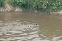 Video: Vừa thoát hàm cá sấu, ngựa vằn lại bị sư tử tóm gọn